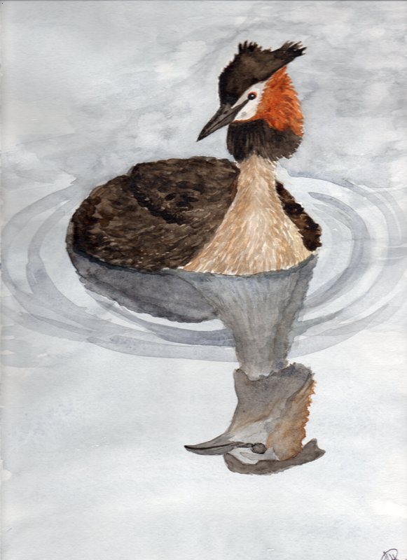 Acquerello - Svasso maggiore